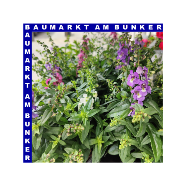 Angelonia Trio Engelsgesicht 12 cm Topf