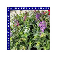 Angelonia Trio Engelsgesicht 12 cm Topf