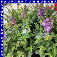 Angelonia Trio Engelsgesicht 12 cm Topf