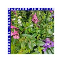 Angelonia Trio Engelsgesicht 12 cm Topf