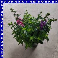 Angelonia Trio Engelsgesicht 12 cm Topf