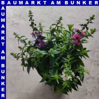 Angelonia Trio Engelsgesicht 12 cm Topf