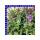 Angelonia Trio Engelsgesicht 12 cm Topf