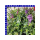 Angelonia Trio Engelsgesicht 12 cm Topf