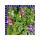 Angelonia Trio Engelsgesicht 12 cm Topf