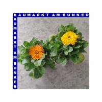 Calendula officinalis Ringelblumen 12 cm Topf