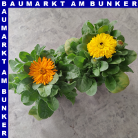 Calendula officinalis Ringelblumen 12 cm Topf