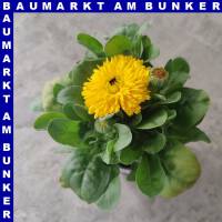 Calendula officinalis Ringelblumen 12 cm Topf