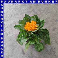 Calendula officinalis Ringelblumen 12 cm Topf