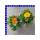 Calendula officinalis Ringelblumen 12 cm Topf