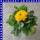 Calendula officinalis Ringelblumen 12 cm Topf