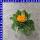 Calendula officinalis Ringelblumen 12 cm Topf