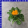 Calendula officinalis Ringelblumen 12 cm Topf
