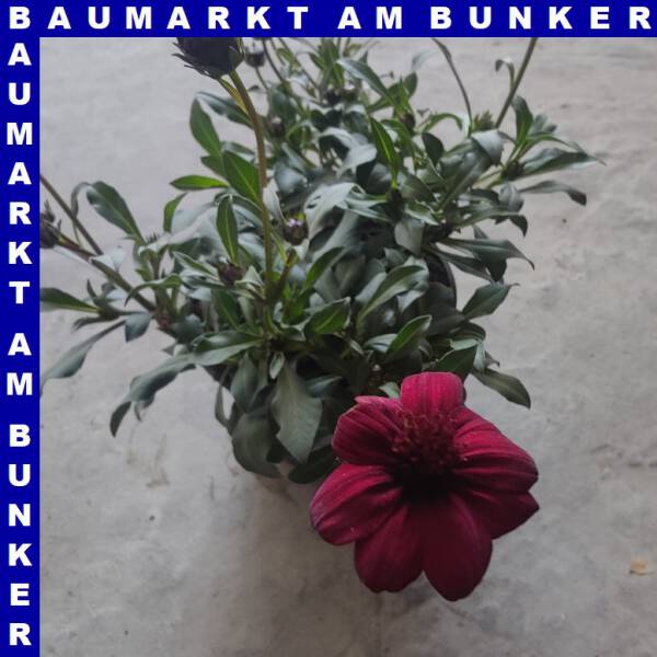 Cosmos atrosanguineus Schokoladenblume12 cm Topf