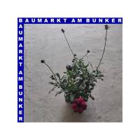 Cosmos atrosanguineus Schokoladenblume12 cm Topf