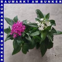 Pentas lanceolata Fünfzahlstrauch 12 cm Topf