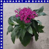 Pentas lanceolata Fünfzahlstrauch 12 cm Topf