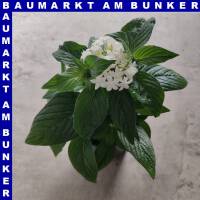 Pentas lanceolata Fünfzahlstrauch 12 cm Topf