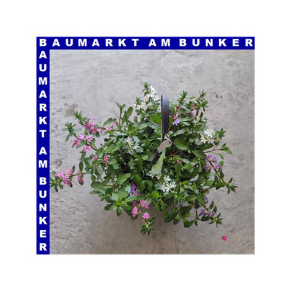 Scaevola Fächerblume Ampel 25 cm Topf