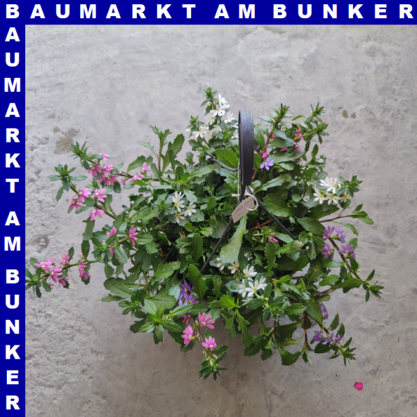 Scaevola Fächerblume Ampel 25 cm Topf