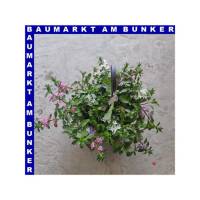 Scaevola Fächerblume Ampel 25 cm Topf