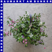 Scaevola Fächerblume Ampel 25 cm Topf