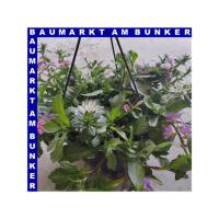 Scaevola Fächerblume Ampel 25 cm Topf