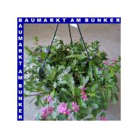 Scaevola Fächerblume Ampel 25 cm Topf