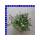 Scaevola Fächerblume Ampel 25 cm Topf