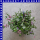 Scaevola Fächerblume Ampel 25 cm Topf