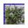 Scaevola Fächerblume Ampel 25 cm Topf