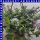 Scaevola Fächerblume Ampel 25 cm Topf