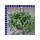 Scaevola Fächerblume Ampel 25 cm Topf
