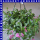 Scaevola Fächerblume Ampel 25 cm Topf