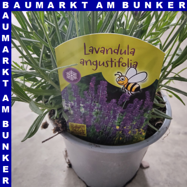 Lavendel Lavandula angustfolia 13 cm Topf