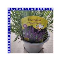 Lavendel Lavandula angustfolia 13 cm Topf