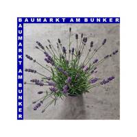 Lavendel Lavandula angustfolia 13 cm Topf