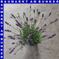 Lavendel Lavandula angustfolia 13 cm Topf