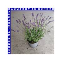 Lavendel Lavandula angustfolia 13 cm Topf