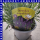 Lavendel Lavandula angustfolia 13 cm Topf