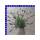 Lavendel Lavandula angustfolia 13 cm Topf