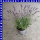 Lavendel Lavandula angustfolia 13 cm Topf