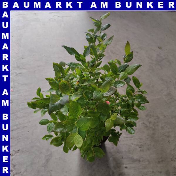 Vaccinium corymbosum - Amerikanische Heidelbeere 19 cm Topf