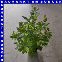 Vaccinium corymbosum - Amerikanische Heidelbeere 19 cm Topf