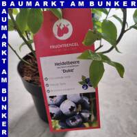 Vaccinium corymbosum - Amerikanische Heidelbeere 19 cm Topf