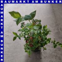 Vaccinium corymbosum - Amerikanische Heidelbeere 19 cm Topf