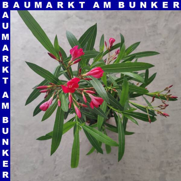 Nerium oleander 18 cm Topf