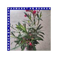 Nerium oleander 18 cm Topf