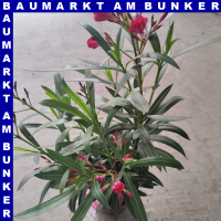 Nerium oleander 18 cm Topf