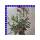 Nerium oleander 18 cm Topf